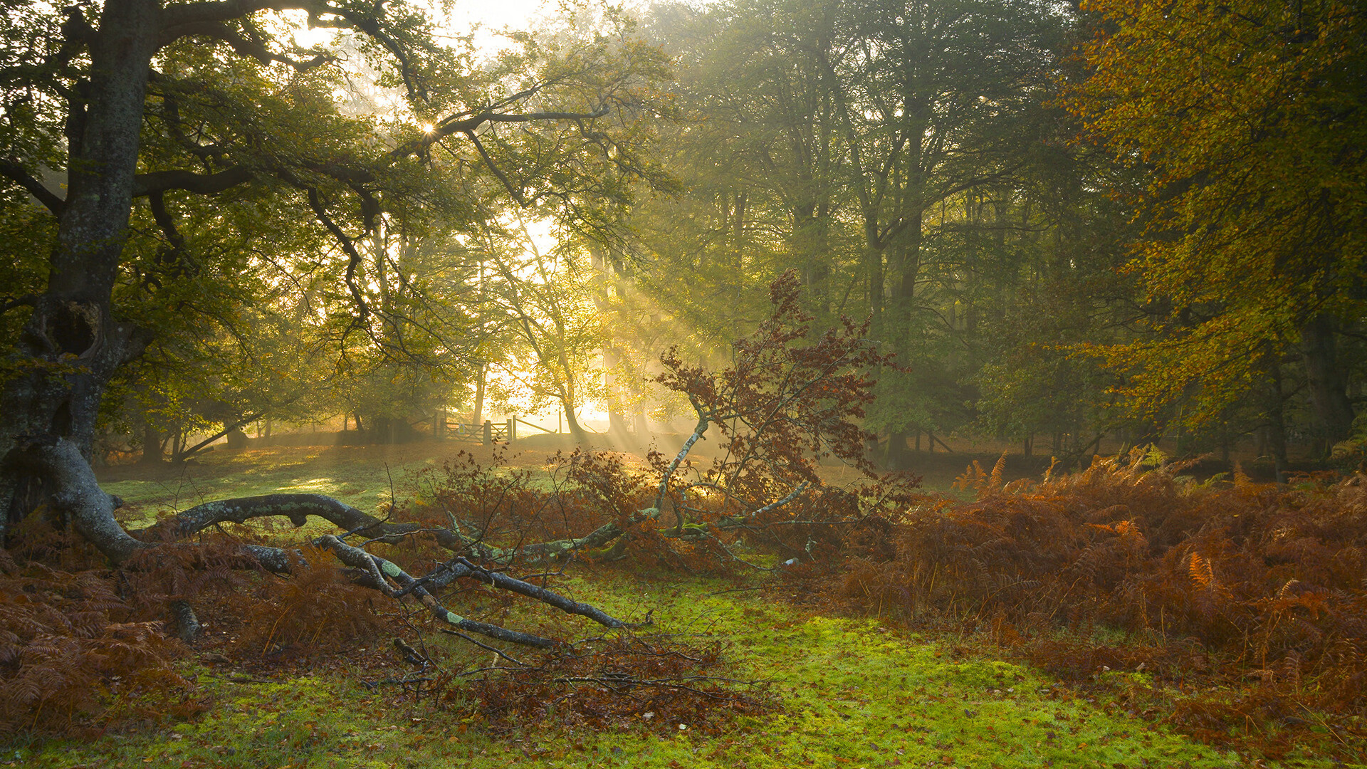 天山雪崩对阵星条旗漫卷，保罗的恒星时刻