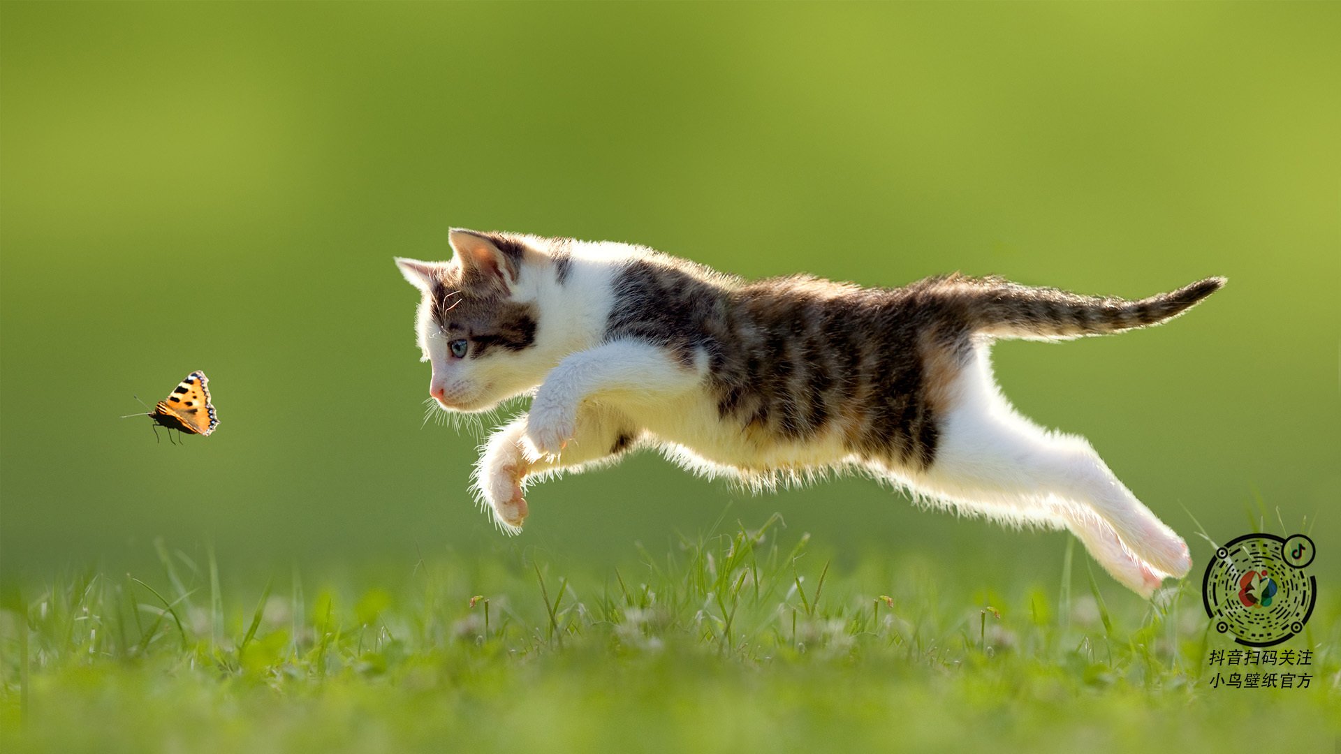 双星闪耀欧陆，富安健洋锁死强敌，那不勒斯收割希腊神话