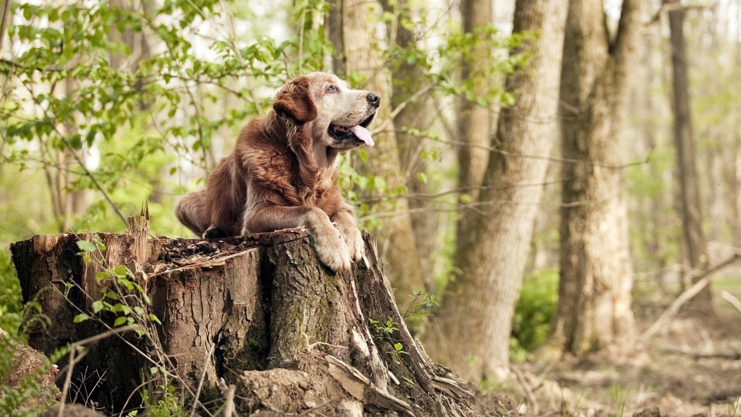 从嘘声到掌声，迪亚斯的2026世界杯传奇之夜