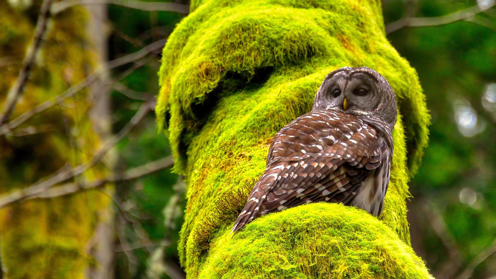 虚拟交锋，开拓者战术体系为何能碾压广东队？爱德华兹成破局密码