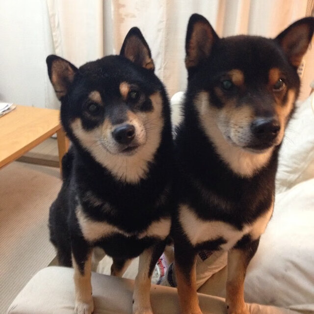 撕裂暮光，印城新刃刺穿雄鹿铁幕