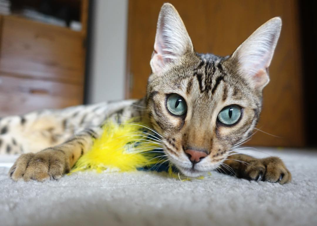 友谊赛变友尽赛？皮克诡异滑倒，皇家社会对阵智利一役提前失去悬念