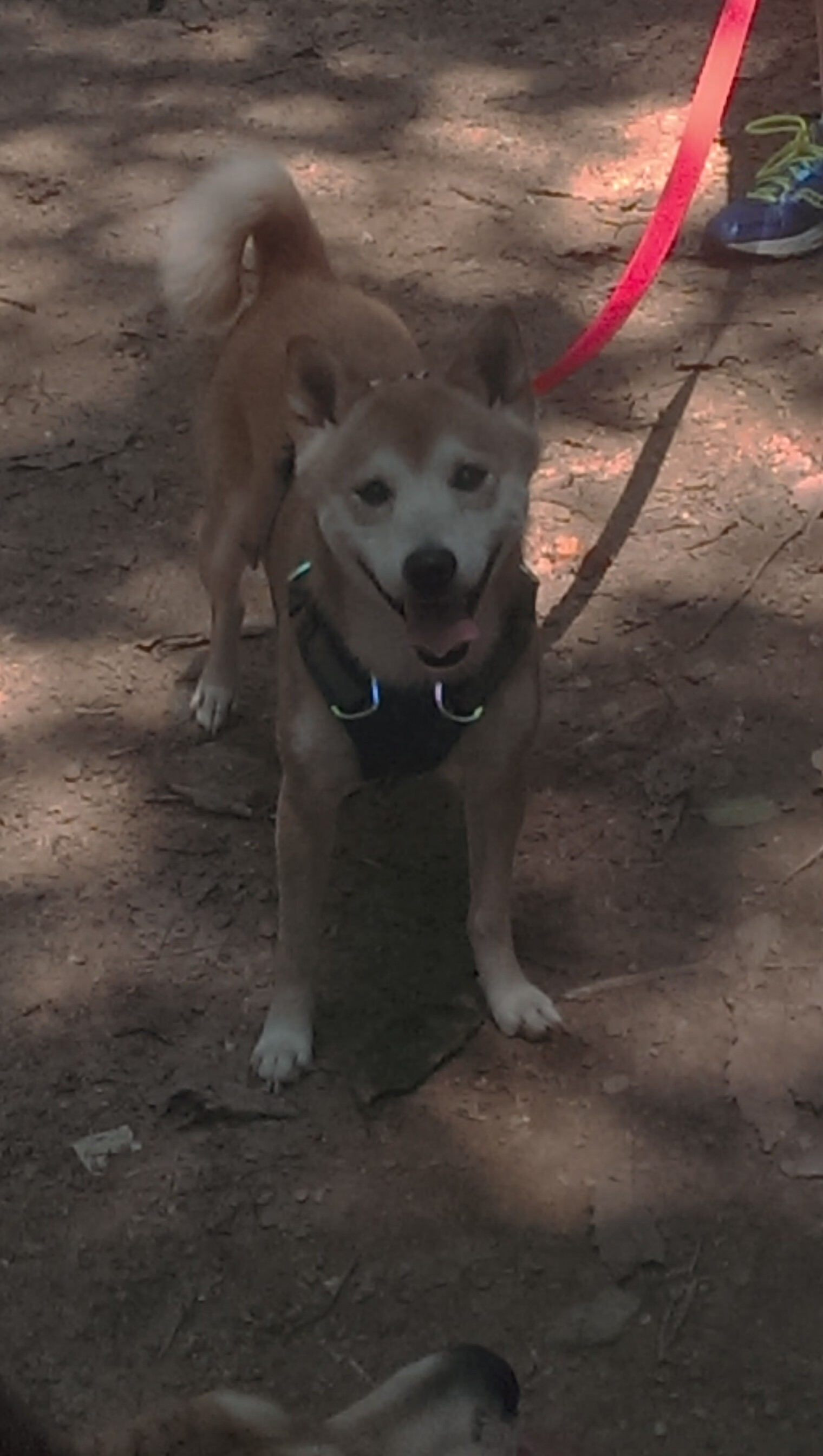 开云体育在线-非洲雄狮怒吼威斯特法伦，喀麦隆友谊赛爆冷淘汰多特蒙德，努涅斯扮演终极奇兵