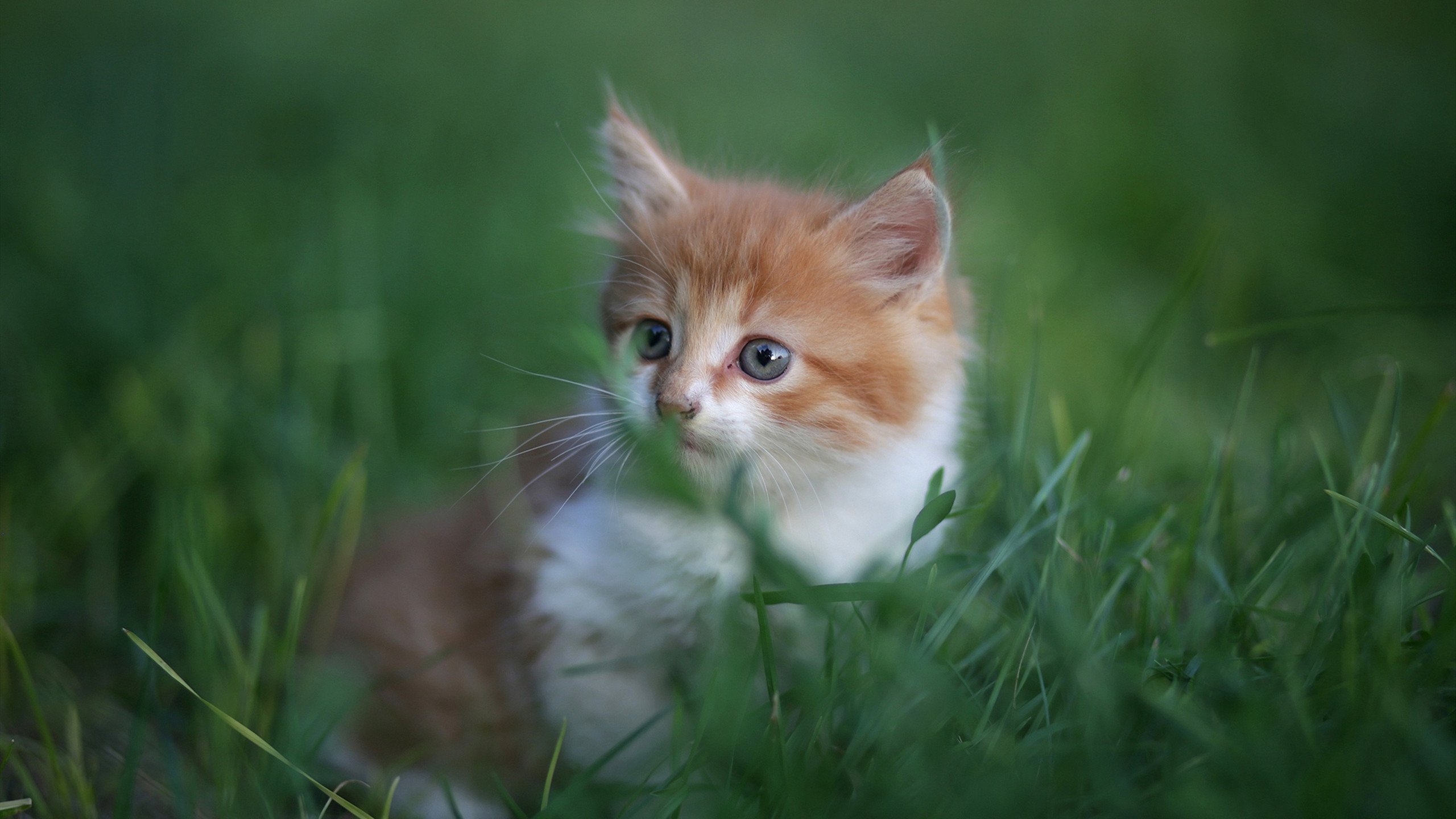 唯一的猎手,当努涅斯在G组的混沌中,为奥地利刻下不朽的印记