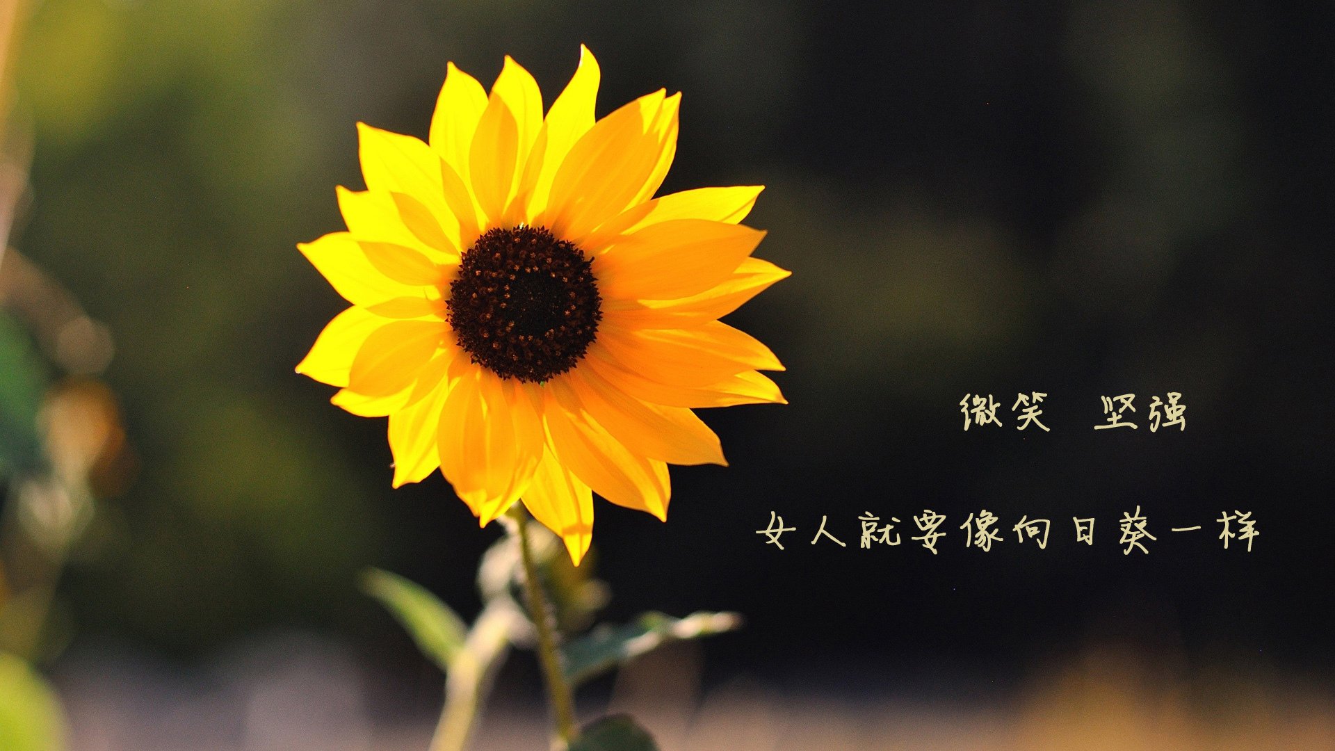 沙漠奇迹！伊拉克3-0完胜西班牙，归化巨星加维两传一射领跑F组